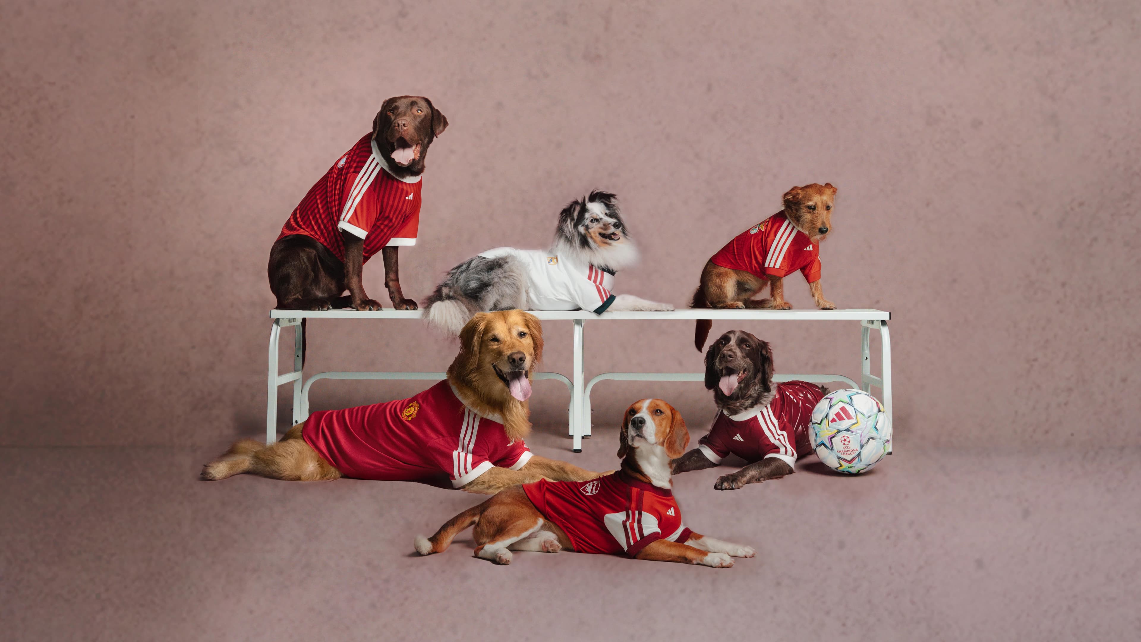 Maglia da calcio miniaturizzata per animali domestici con colori di club europei, su sfondo neutro, fotografia editoriale